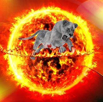 Leo compatibility a lion in the middle of the sun